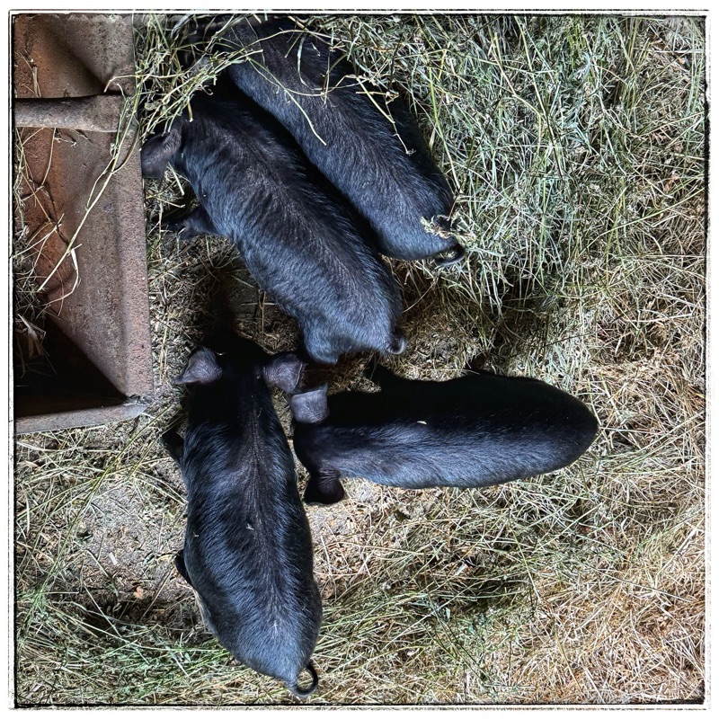 American Guinea Hog piglets 