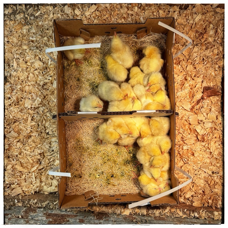 Three day  old chicks 