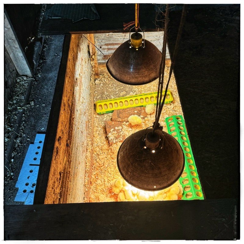 Chicks in home made brooder