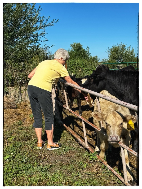 Elderly lady feeding cows by hand 