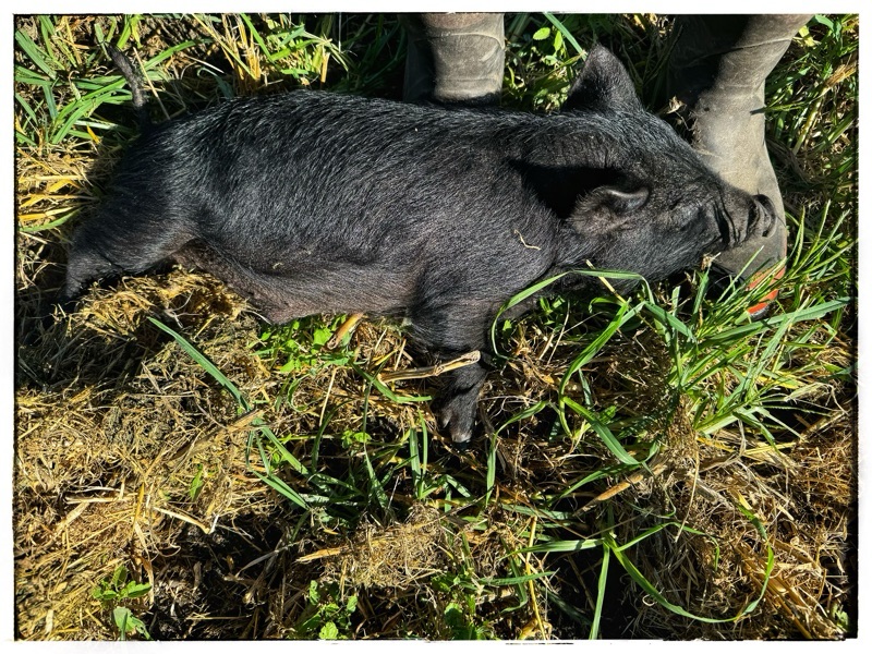 Guinea Hog piglets laying on persons boots 