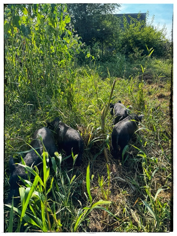 Guinea Hog piglets in field with barn behind 