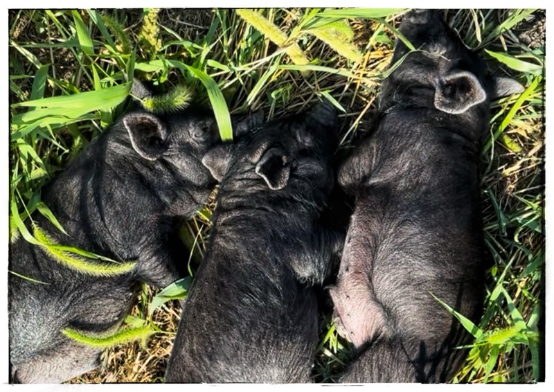 Everyone Gets in on the&nbsp;Act