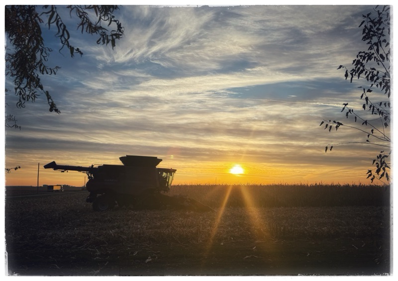 Dawn Corn Harvest